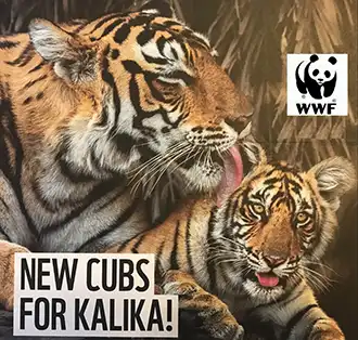 WWF Sponsorship Kalika
